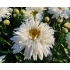 Leucanthemum maximum ‘Sweet Daisy Rebecca’