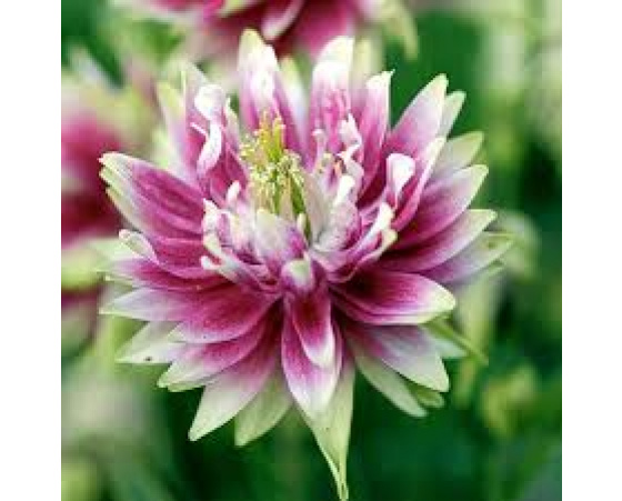 Aquilegia vulgaris ‘Nora Barlow’
