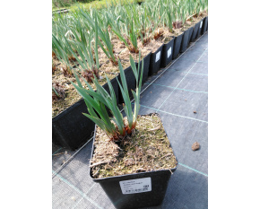Iris sibirica ‘Butter and Sugar’