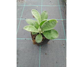 Lychnis coronaria ‘Atrosanguinea’