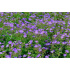 Geranium sylvaticum ‘Mayflower’
