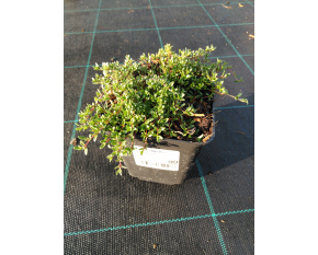 Thymus serpyllum ‘Coccineus’
