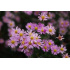 Aster ‘Pink Star’