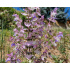 Salvia sclarea
