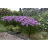 Allium ‘Millenium’
