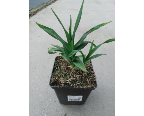 Hemerocallis ‘Crimson Pirate’