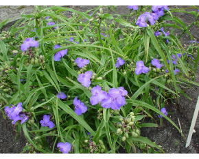 Tradescantia andersoniana ‘Zwanenburg Blue’