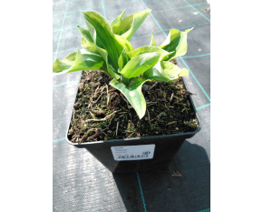Hosta ‘Pilgrim’ 