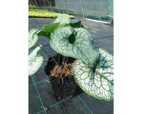 Brunnera macrophylla ‘Silver Heart’