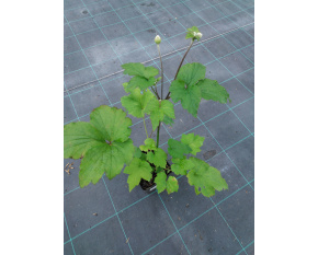 Anemone x hybrida ‘Andrea Atkinson’