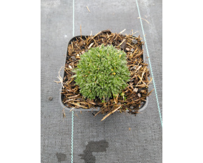 Draba bruniifolia