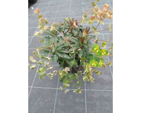 Euphorbia amygdaloides ‘Purpurea’ P11x11