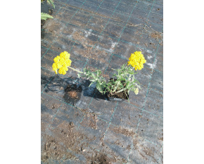 Achillea filipendulina ‘Coronation Gold’