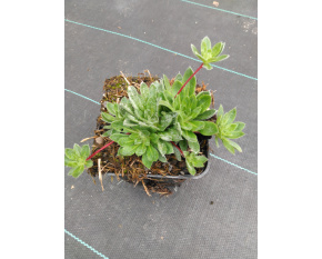 Androsace sarmentosa