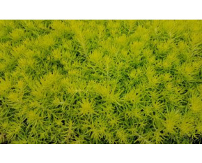 Sedum reflexum ‘Yellow cushion’