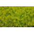Sedum reflexum ‘Yellow cushion’