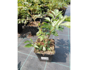 Astilbe japonica ‘Köln’