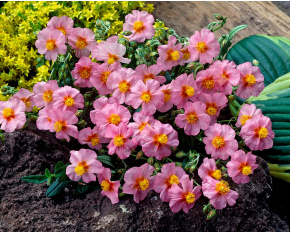 Helianthemum numm. ‘Lawrensons Pink’