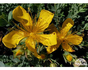 Hypericum olympicum
