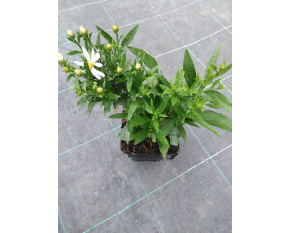 Aster dumosus ‘Apollo’