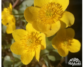 Caltha palustris