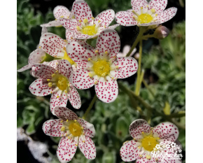Saxifraga ‘Canis-dalmatica’