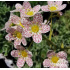 Saxifraga ‘Canis-dalmatica’