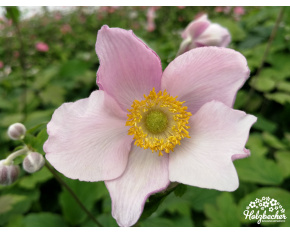 Anemone hupehensis ‘Septembercharm’