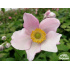 Anemone hupehensis ‘Septembercharm’
