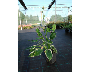 Hosta ‘So Sweet’