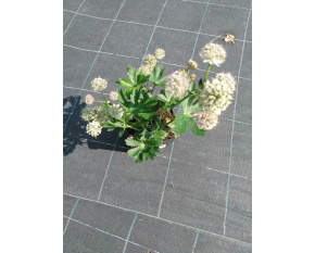 Astrantia major