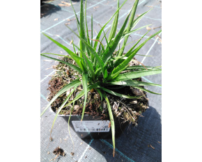 Luzula nivea ‘Lucius’