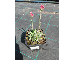 Antennaria dioica ‘Rubra’