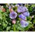 Pulmonaria angustifolia ‘Twinkle Toe’