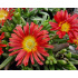 Delosperma ‘Wheels Of Wonder Fire’