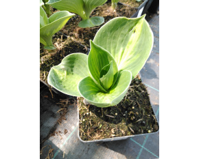 Hosta ‘Sunset Grooves’ 