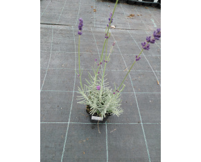 Lavandula angustifolia ‘Hidcote Blue’