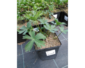 Astrantia major ‘Alba’