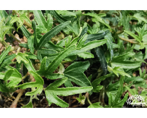 Hedera helix ‘Diny’
