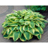 Hosta ‘Wide Brim’