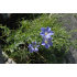 Linum perenne subsp. alpinum
