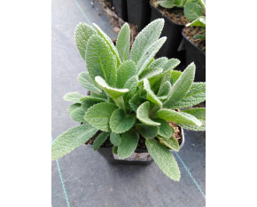 Stachys byzantina