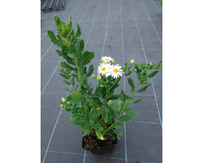 Aster ageratoides ‘Ashvi’