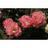 Paeonia lactiflora ‘Pink Hawaiian Coral’