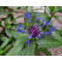 Centaurea montana
