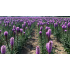 Liatris spicata 'Kobold'