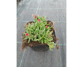 Delosperma ‘Kupferstern’