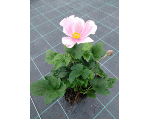 Anemone x hybrida ‘Loreley’ 