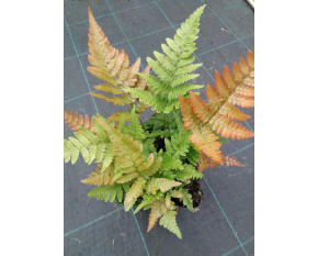 Dryopteris erythrosora