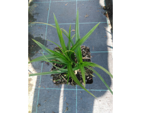 Carex morrowii ‘Irish Green’